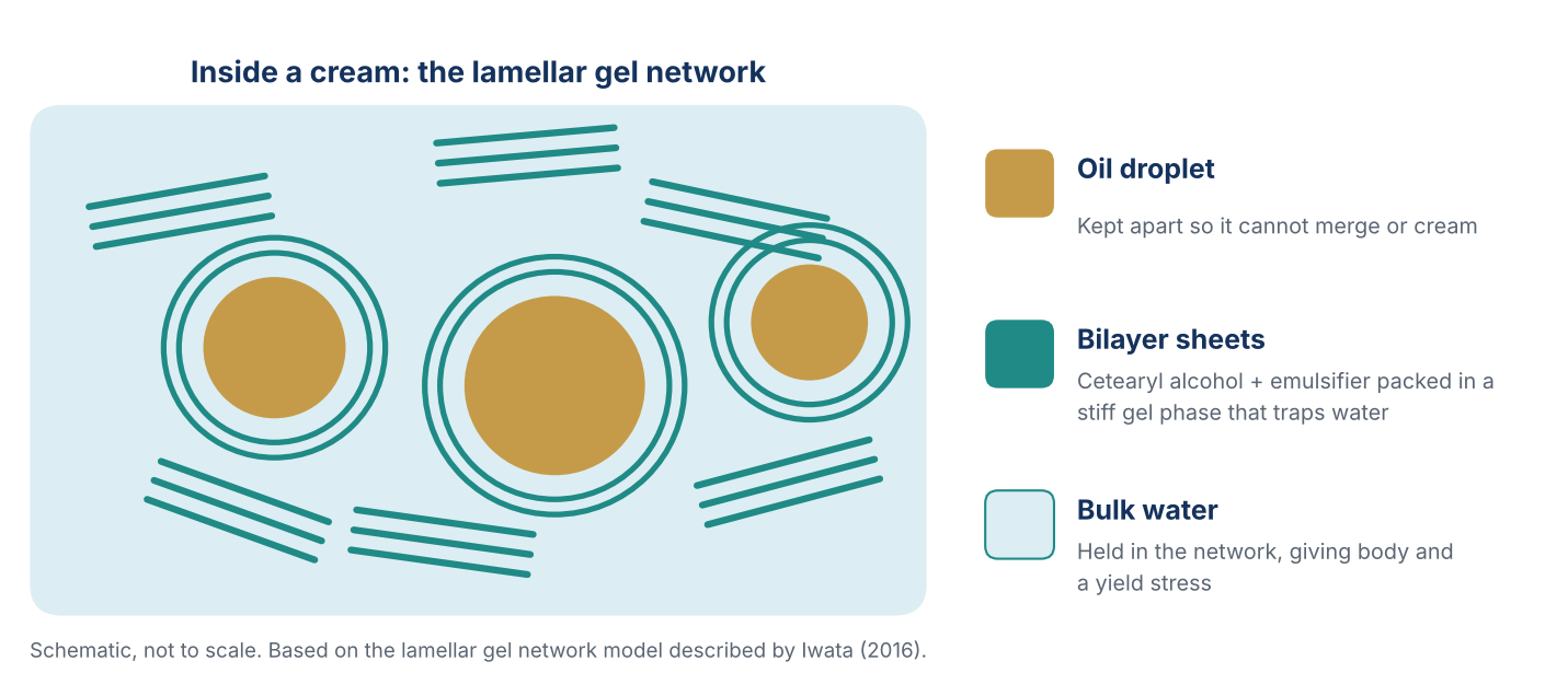 Schematic of a lamellar gel network in a cream: oil droplets surrounded by concentric bilayer sheets of cetearyl alcohol and emulsifier, with free bilayer sheets holding bulk water between them