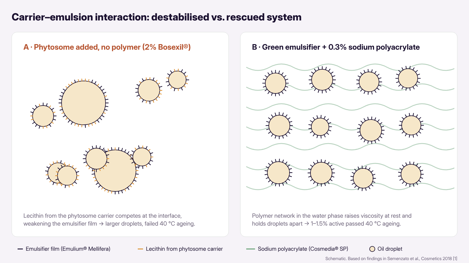 Two-panel schematic. Panel A, phytosome added with no polymer at 2% Bosexil: uneven oil droplets, some merged, with the emulsifier film interrupted by lecithin from the carrier, leading to failed 40 °C ageing. Panel B, green emulsifier plus 0.3% sodium polyacrylate: evenly sized droplets held apart by a polymer network in the water phase, so 1 to 1.5% active passed 40 °C ageing.