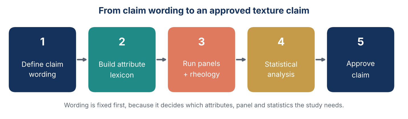 Five-step workflow for a texture claim study: define claim wording, build attribute lexicon, run panels and rheology, statistical analysis, approve claim